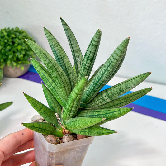 Sansevieria Argento Meloni (#A2) | Imported Plants | Rare Hybrid Species