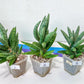 Sansevieria Argento Meloni | Pick Your Own Rare Plants