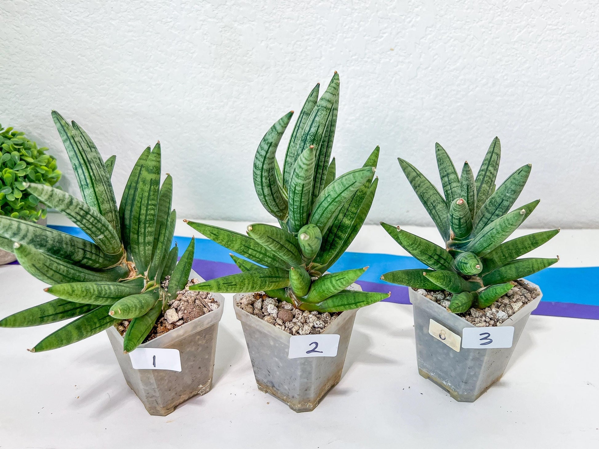 Sansevieria Argento Meloni | Pick Your Own Rare Plants