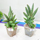 Sansevieria Argento Meloni | Pick Your Own Rare Plants