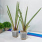 Sansevieria Pink Pen | Pick Your Own Rare Plants