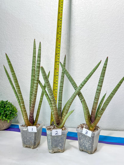 Sansevieria Pink Pen | Pick Your Own Rare Plants