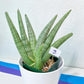 Sansevieria Super Chubby | Imported Snake Plants | Rare Hybrids