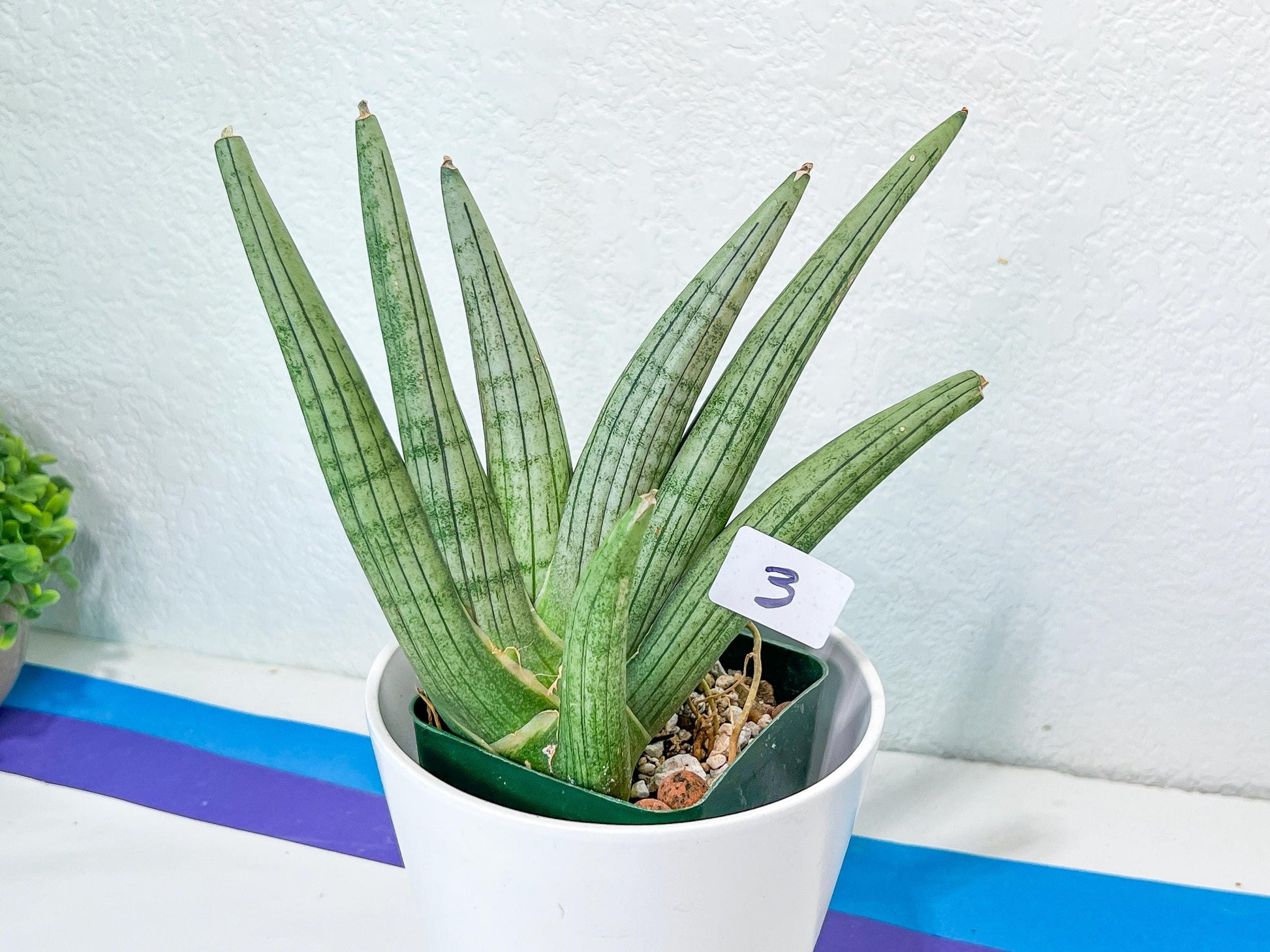 Sansevieria Super Chubby | Imported Snake Plants | Rare Hybrids