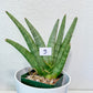 Sansevieria Super Chubby | Imported Snake Plants | Rare Hybrids