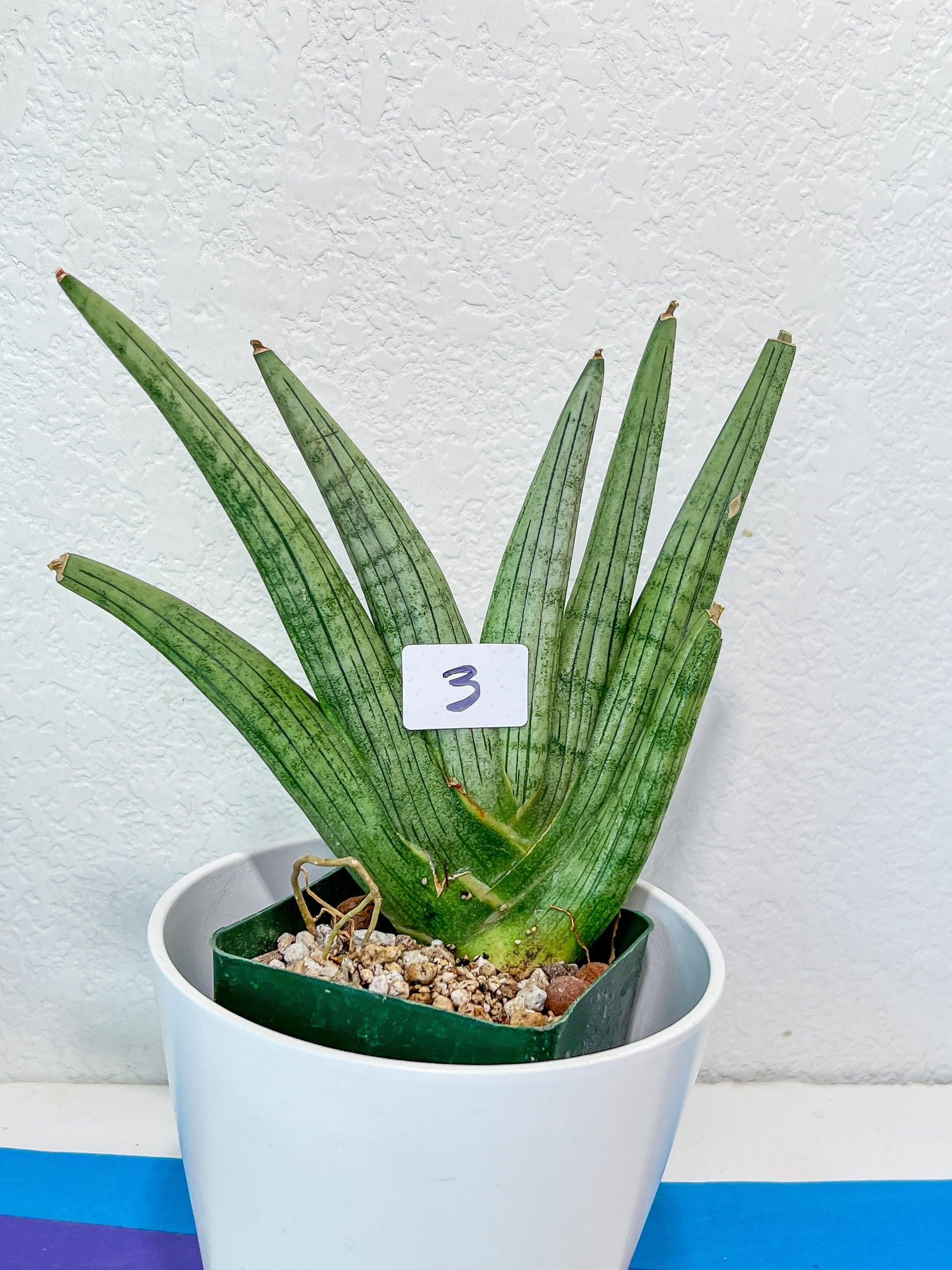 Sansevieria Super Chubby | Imported Snake Plants | Rare Hybrids