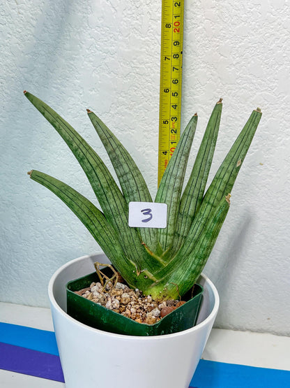 Sansevieria Super Chubby | Imported Snake Plants | Rare Hybrids