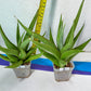 Sansevieria Bai Bid XL | Choose your own Plant | Rare Imported