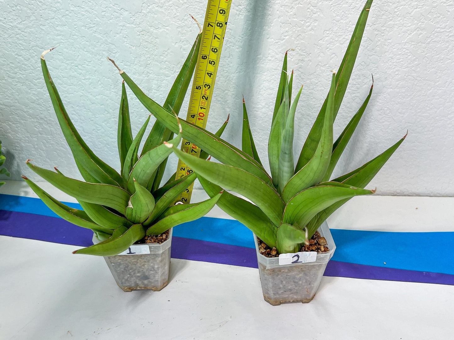 Sansevieria Bai Bid XL | Choose your own Plant | Rare Imported