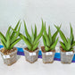 Sansevieria Bai Bid XL | Choose your own Plant | Rare Imported