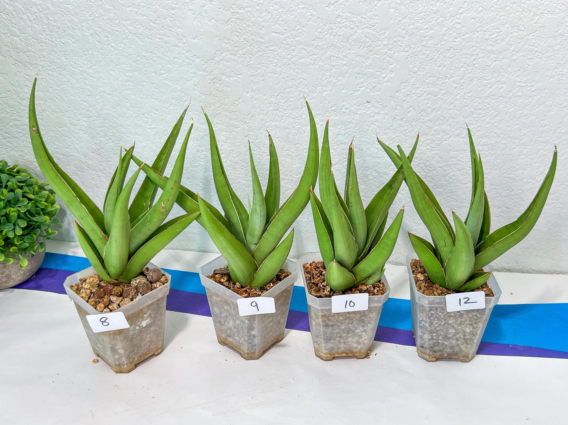 Sansevieria Bai Bid XL | Choose your own Plant | Rare Imported