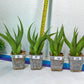 Sansevieria Bai Bid XL | Choose your own Plant | Rare Imported