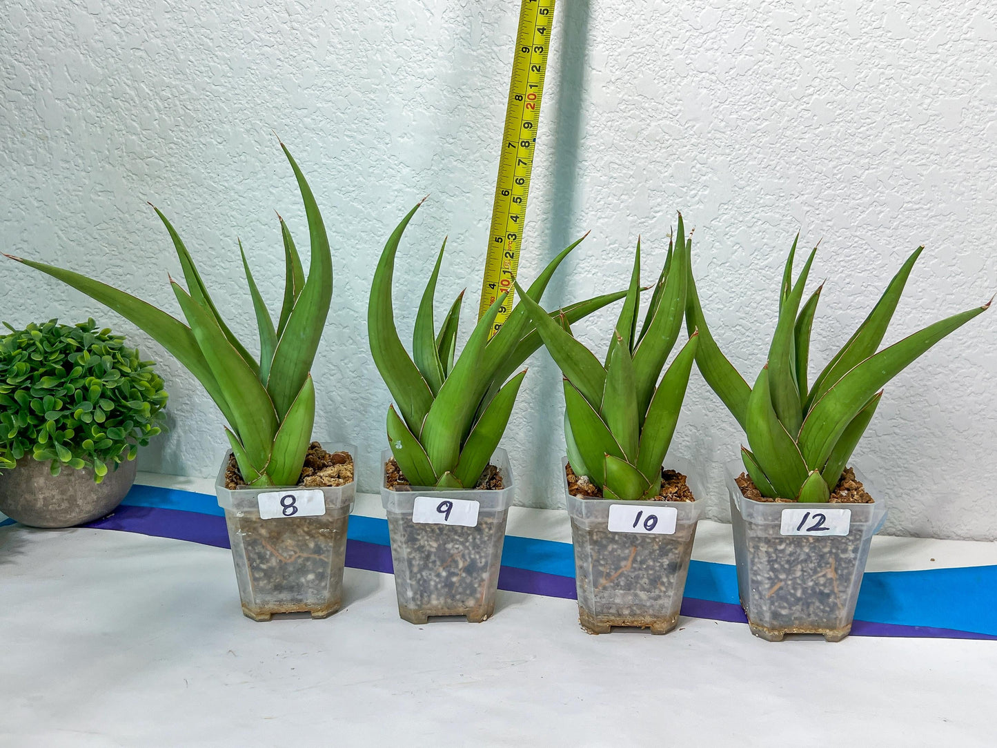 Sansevieria Bai Bid XL | Choose your own Plant | Rare Imported