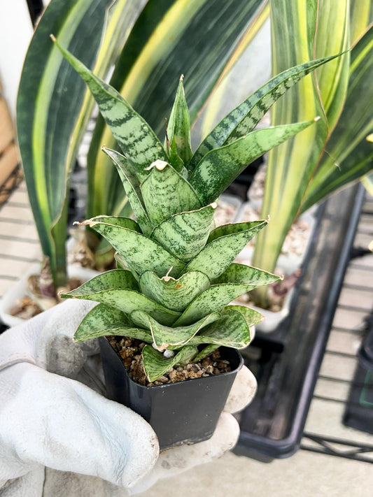 Sansevieria Frozen Rose (#PH1) | Imported Indoor Snake Plant | 2" Planter