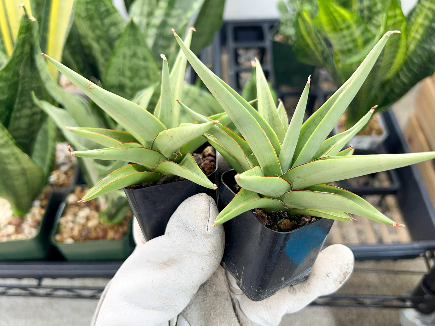 Sansevieria Chanin (PH2) | Imported Hybrids | 2" Pots