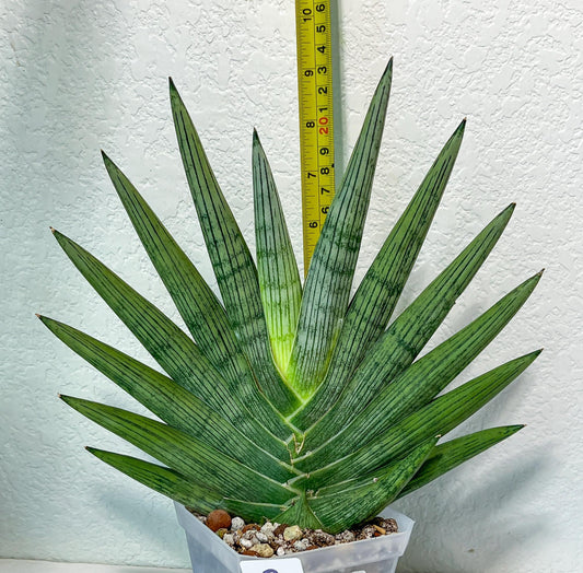 Sansevieria Rookie (#R44) | Rare Imported House Plants