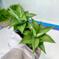 Sansevieria Manee Thewee (PH4) | Imported House Plants | 2" Planter