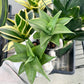 Sansevieria Manee Thewee (PH4) | Imported House Plants | 2" Planter