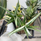 Sansevieria Trident | Imported Indoor Snake Plant | 2" Planter