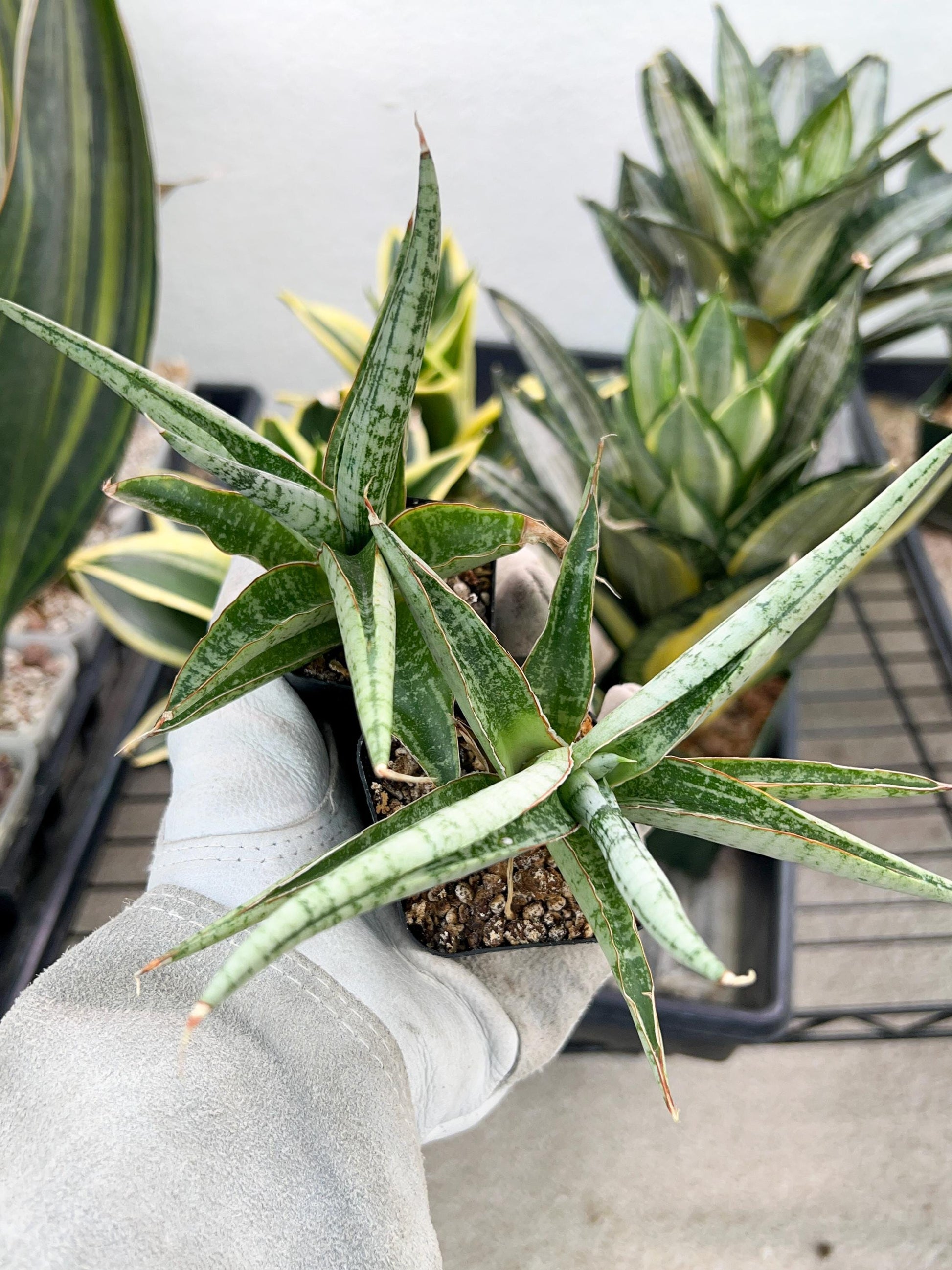 Sansevieria Trident | Imported Indoor Snake Plant | 2" Planter