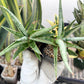 Sansevieria Trident | Imported Indoor Snake Plant | 2" Planter