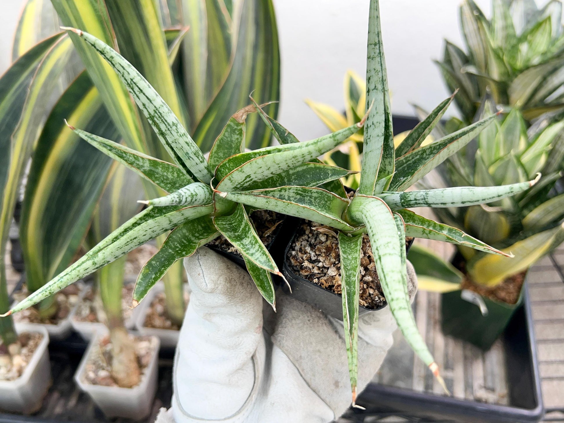 Sansevieria Trident | Imported Indoor Snake Plant | 2" Planter