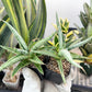 Sansevieria Trident | Imported Indoor Snake Plant | 2" Planter