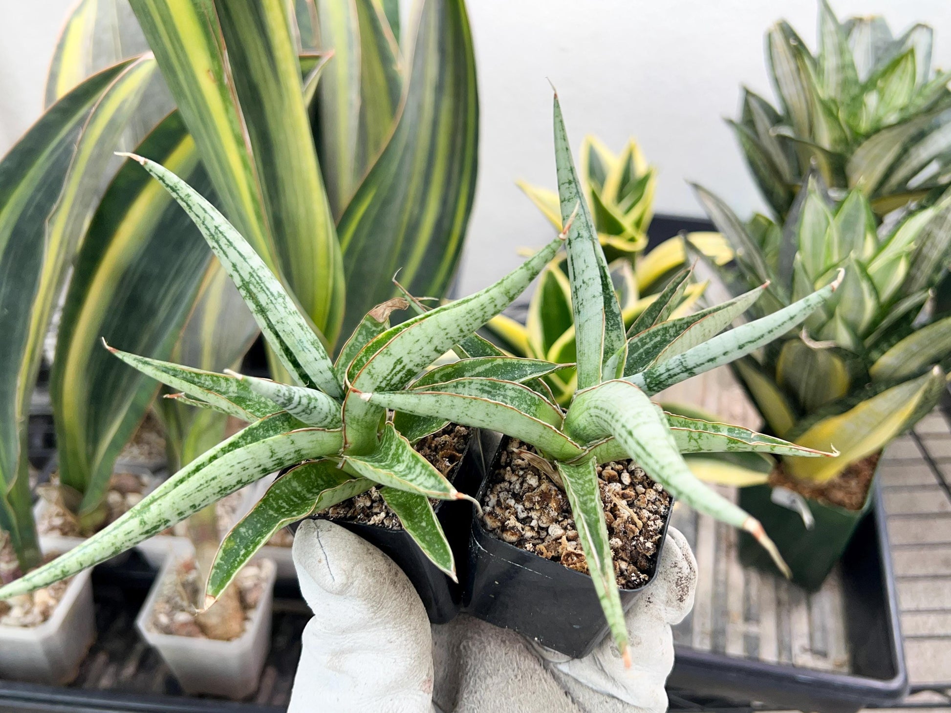 Sansevieria Trident | Imported Indoor Snake Plant | 2" Planter