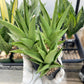 Sansevieria Silent Song (#PH11) | Imported Indoor Snake Plant | 2" Planter