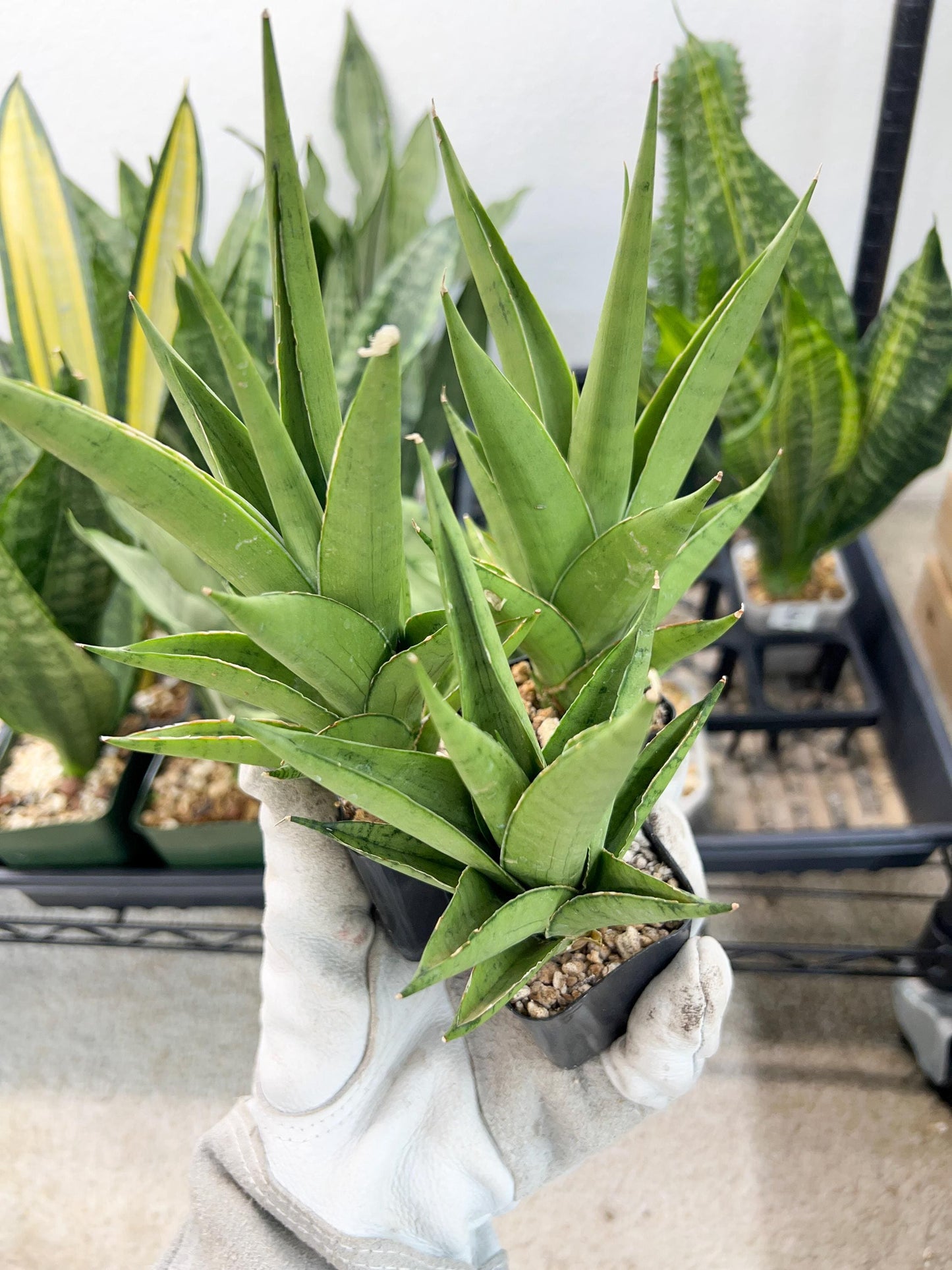 Sansevieria Silent Song (#PH11) | Imported Indoor Snake Plant | 2" Planter