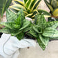 Sansevieria Ehrendel (#PH12) | Rare Hybrids | 2" Pot