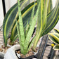 Sansevieria Guletta (#PH16) | Imported Snake Plant | 2" Planter