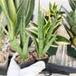 Sansevieria Guletta (#PH16) | Imported Snake Plant | 2" Planter