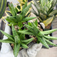 Sansevieria Moose | Imported House Plants | Indoor Snake plant | 2" Planter