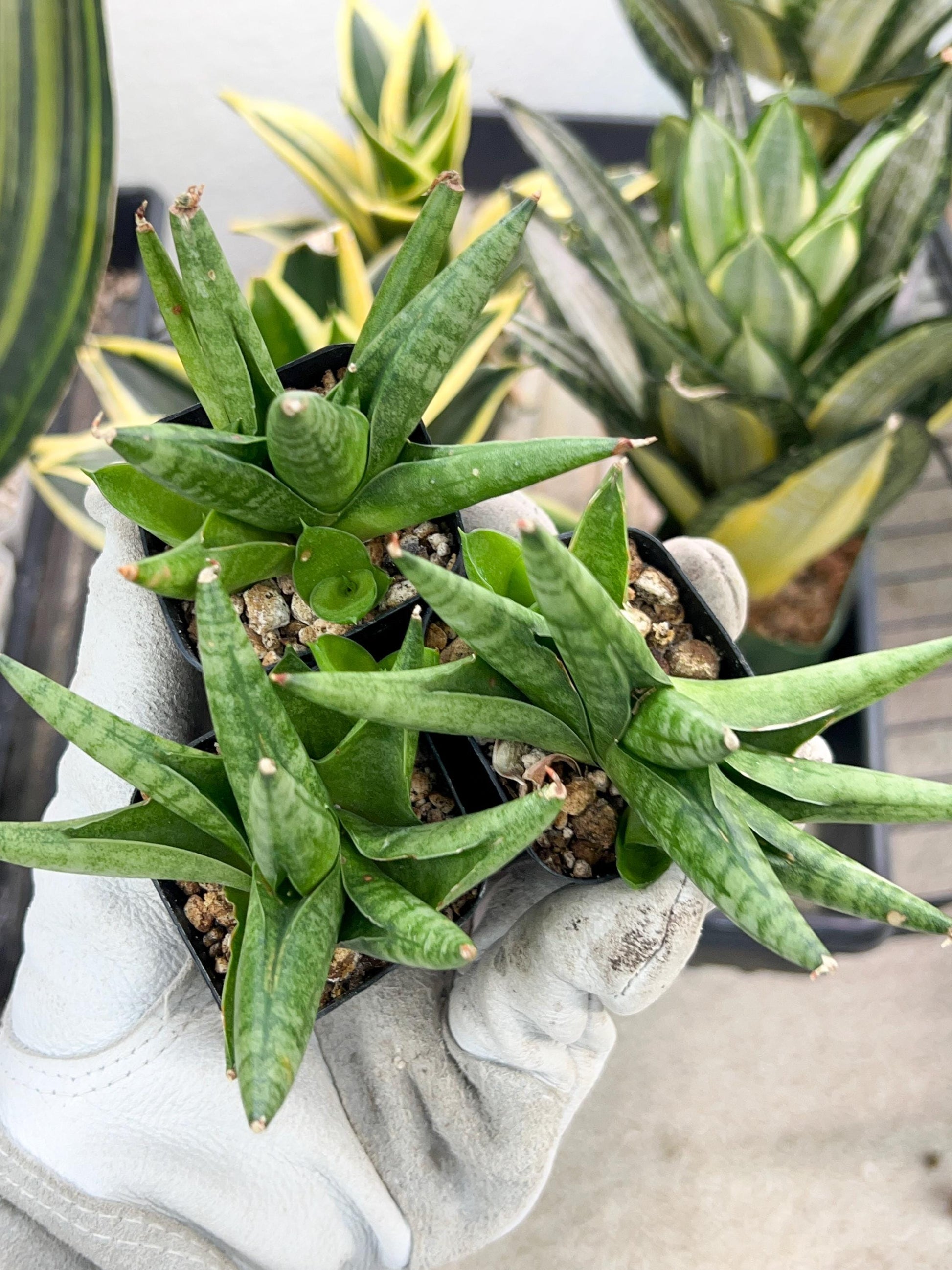 Sansevieria Moose | Imported House Plants | Indoor Snake plant | 2" Planter