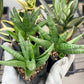 Sansevieria Moose | Imported House Plants | Indoor Snake plant | 2" Planter