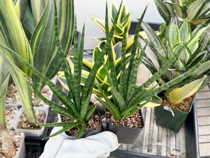 Sansevieria Blue Torch (PH17) | Imported Plants | Rare Hybrid Species