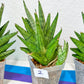 Sansevieria Nakhon Luang | Choose Your Own Rare Plant | (G1)(1~3)