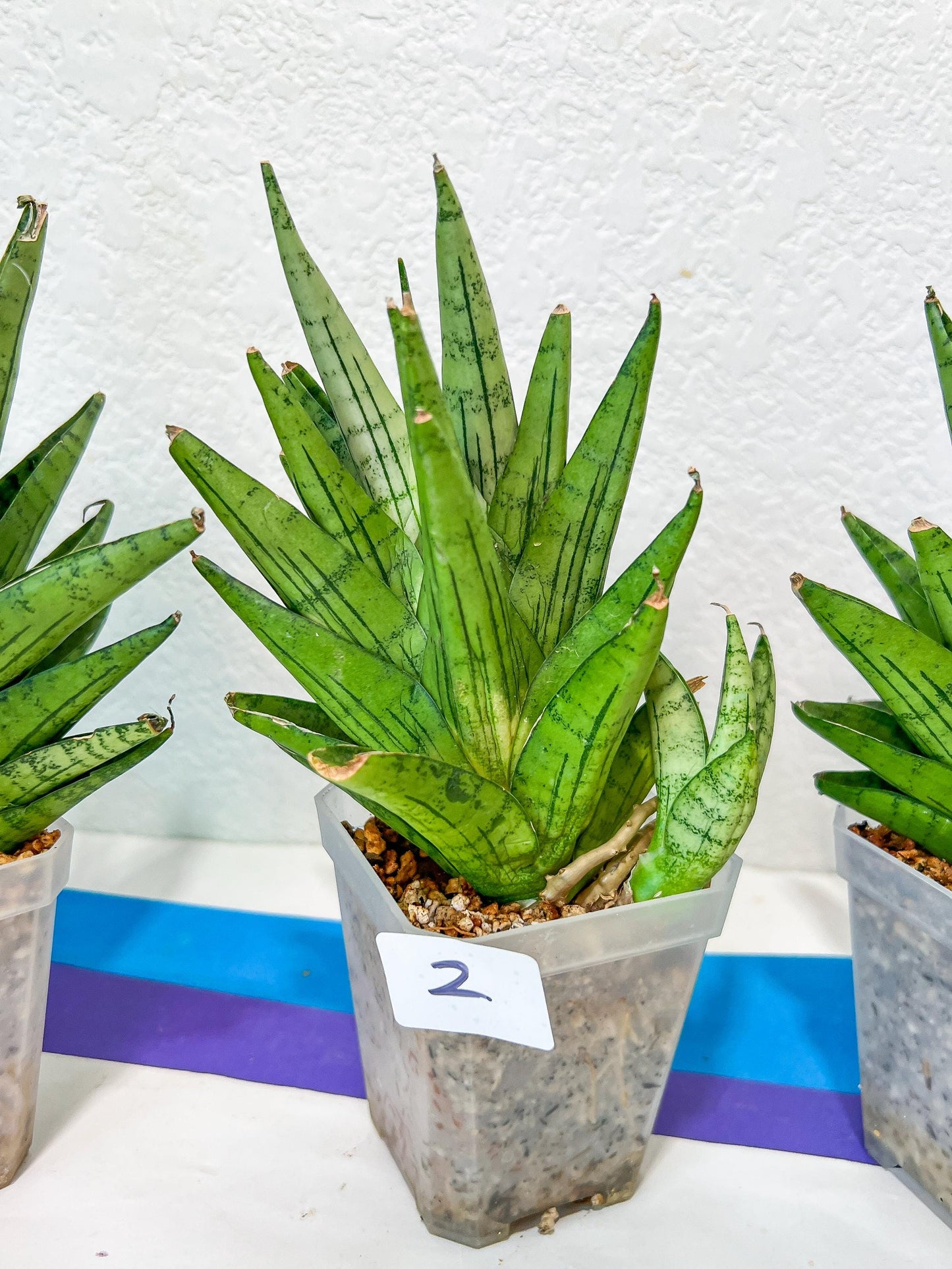 Sansevieria Nakhon Luang | Choose Your Own Rare Plant | (G1)(1~3)