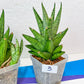 Sansevieria Nakhon Luang | Choose Your Own Rare Plant | (G1)(1~3)