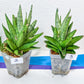 Sansevieria Nakhon Luang | Choose Your Own Rare Plant | (G1)(1~3)