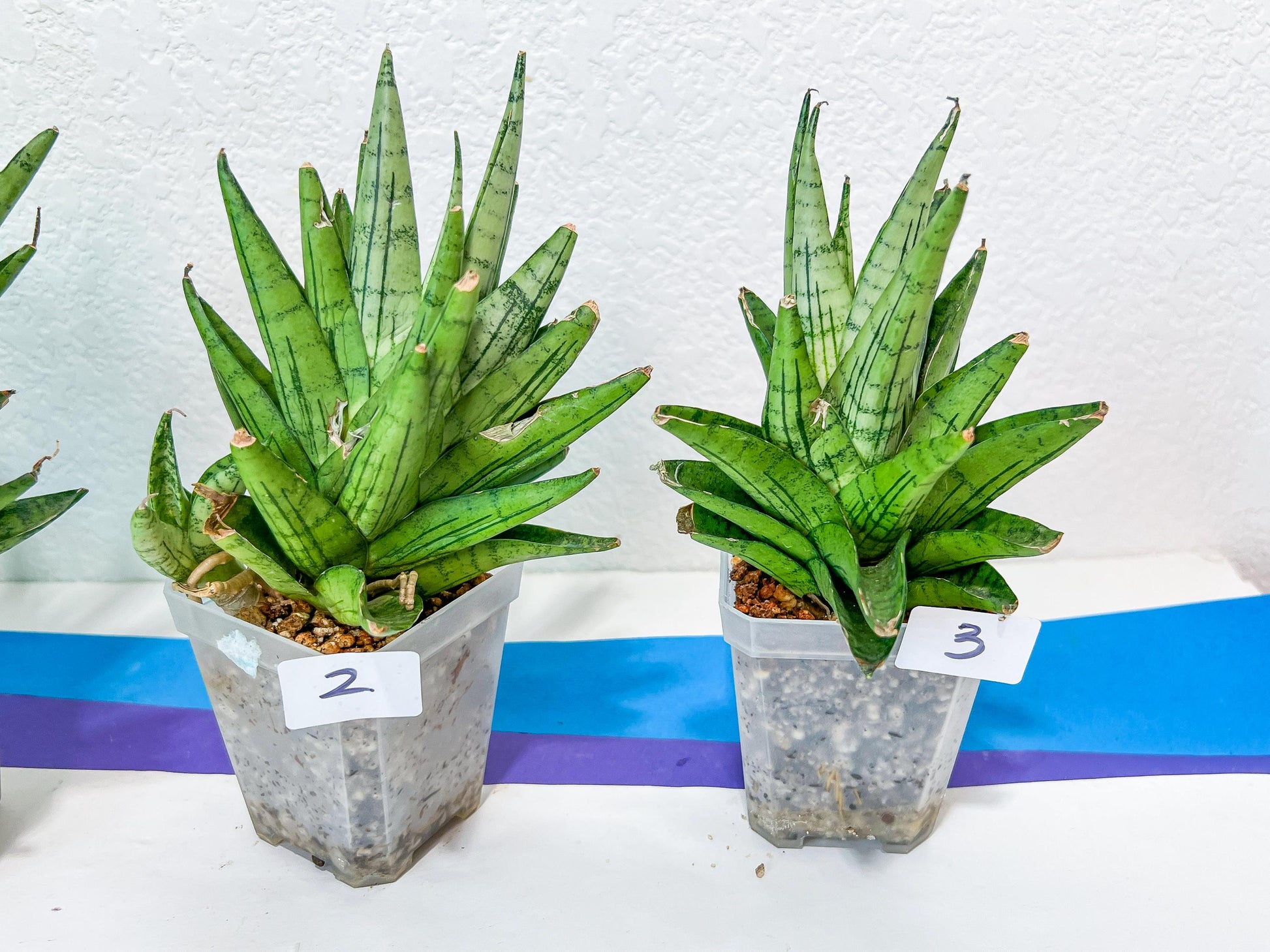 Sansevieria Nakhon Luang | Choose Your Own Rare Plant | (G1)(1~3)