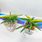 Sansevieria Lav. 1970 Delay Var | Choose Your Own Rare Plant | (G1)(4~7)