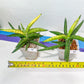 Sansevieria Lav. 1970 Delay Var | Choose Your Own Rare Plant | (G1)(4~7)