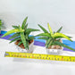 Sansevieria Lav. 1970 Delay Var | Choose Your Own Rare Plant | (G1)(4~7)