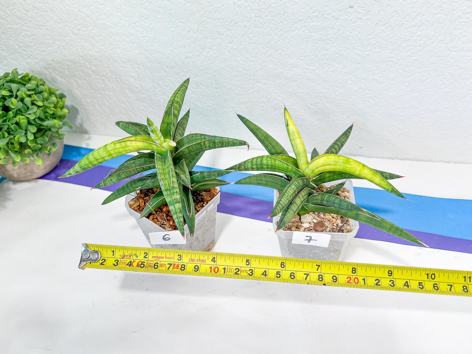 Sansevieria Lav. 1970 Delay Var | Choose Your Own Rare Plant | (G1)(4~7)