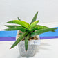 Sansevieria Lav. 1970 Delay Var | Choose Your Own Rare Plant | (G1)(4~7)