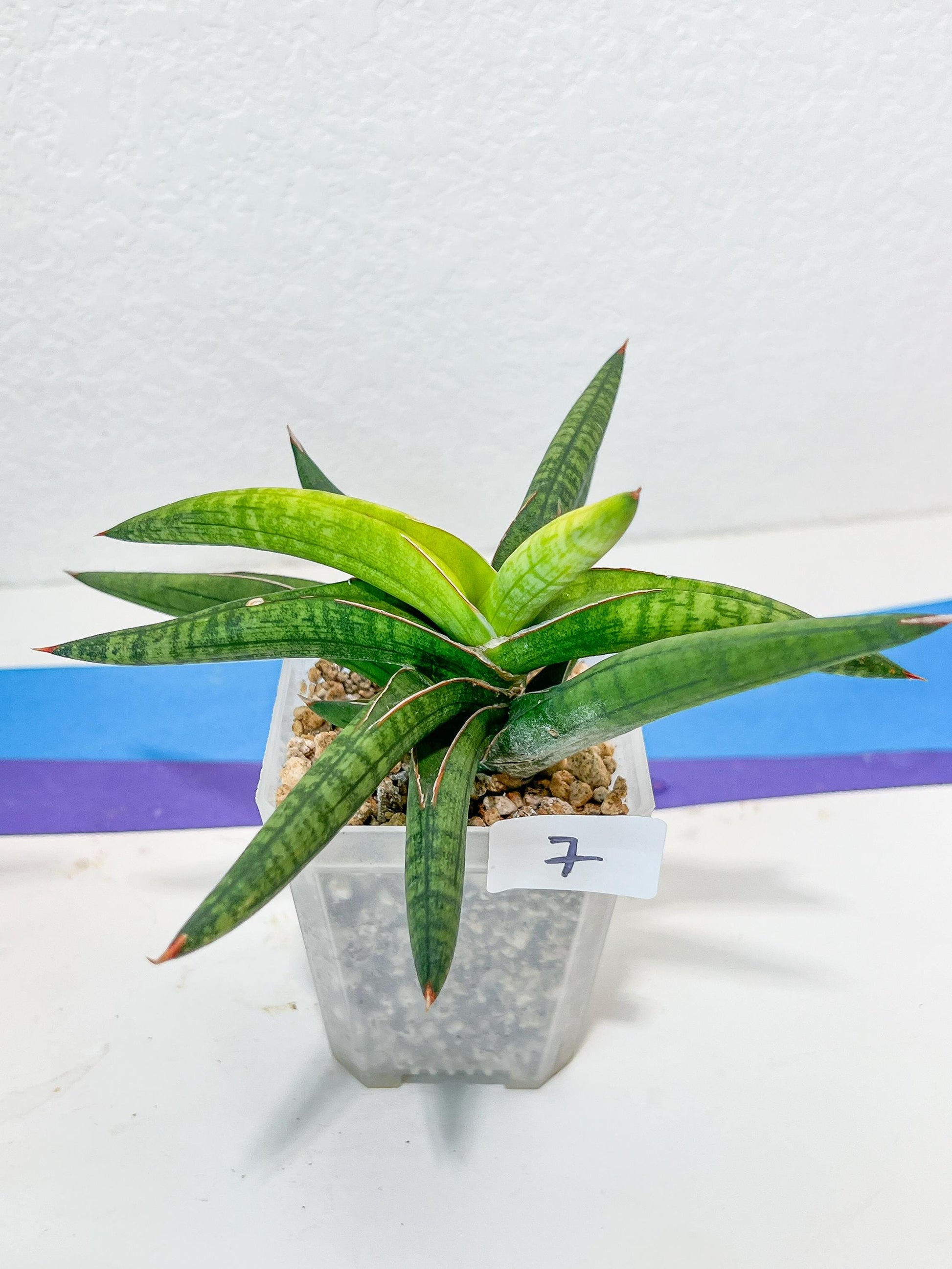 Sansevieria Lav. 1970 Delay Var | Choose Your Own Rare Plant | (G1)(4~7)