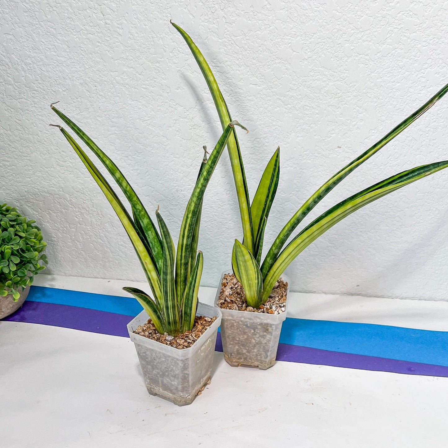 Sansevieria Lobal Kenya Var | Choose Your Own Rare Plant | (G2)(1~4)