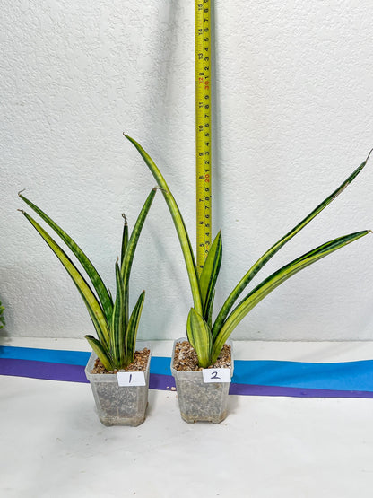 Sansevieria Lobal Kenya Var | Choose Your Own Rare Plant | (G2)(1~4)